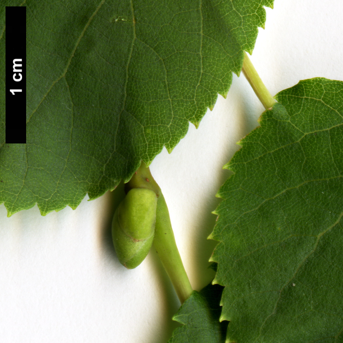 High resolution image: Family: Malvaceae - Genus: Tilia - Taxon: ×europaea - SpeciesSub: 'Lappen' (T.cordata × T.platyphyllos)